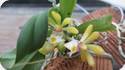 Gastrochilus obliquus